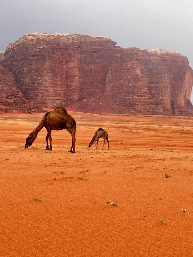 Khalifa Hostel Wadi Rum Exterior foto